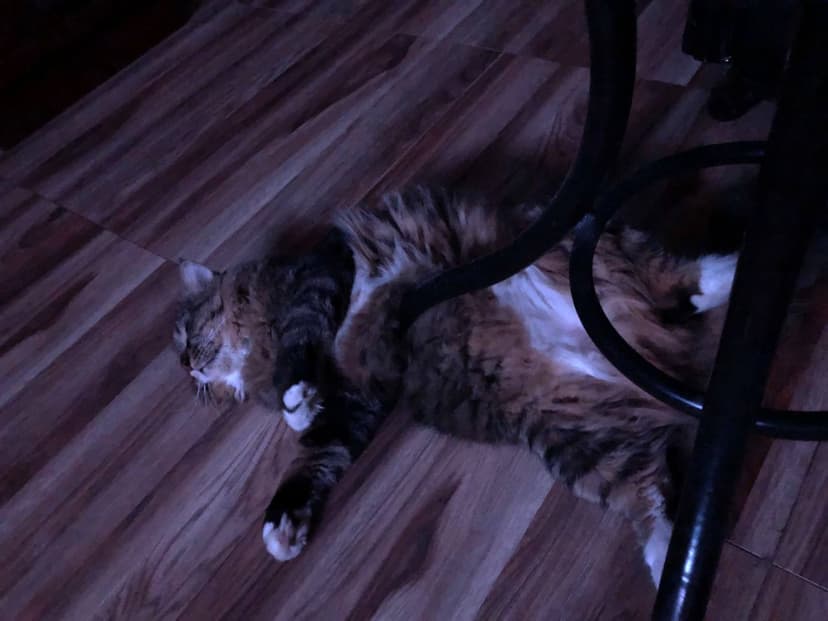 My Cats